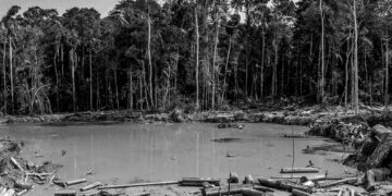 Amazon ormanlarının büyük bir bölümü iyileşemeyebilir