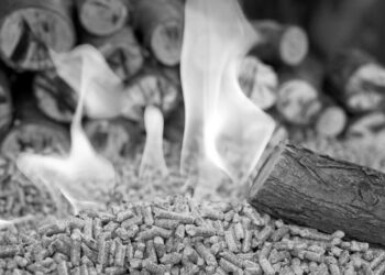 Greta ve aktivistler yazdı: Enerji için orman yakmak ‘yenilenebilir’ değil