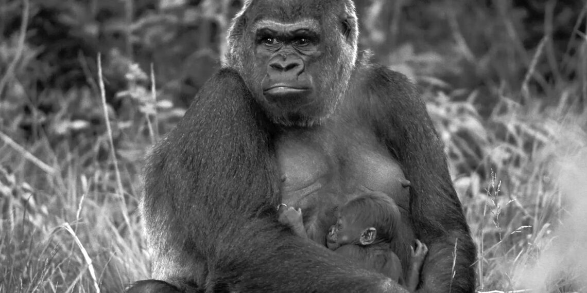 Son 50 yılda yaban hayatı popülasyonunun yüzde 70’i yok oldu