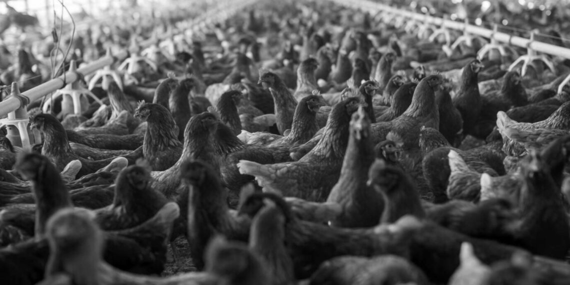 Son bir yılda Birleşik Krallık ve Avrupa’da kuş gribi yüzünden 48 milyon kuş öldürüldü