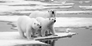 Kutup ayıları iklim krizi yüzünden günde 2 kiloya kadar kaybediyor