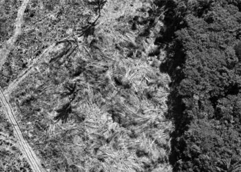 Ormansızlaşmadan sorumlu sektörlere yatırım yüzde 60 arttı