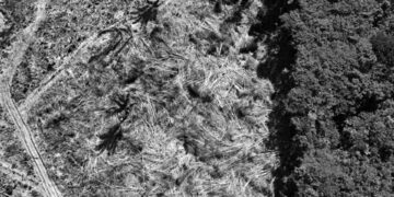 Ormansızlaşmadan sorumlu sektörlere yatırım yüzde 60 arttı