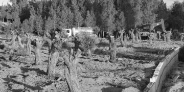 Zeytin ağaçları doğal ortamından koparılıp YDÜ’deki caminin yanına dikildi