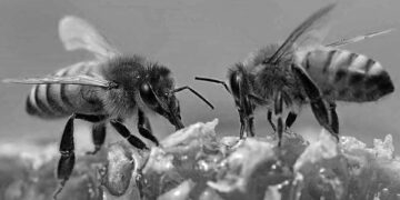 ABD hükümeti, bal arıları için dünyanın ilk ‘aşısını’ onayladı