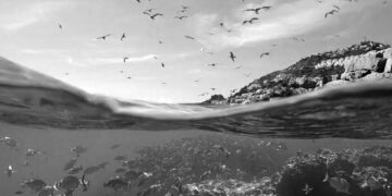 Okyanus sıcaklıkları 2022’de rekor kırdı: “Tüm dünyada korkunç etkileri var”