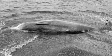 Balinaların ölümünün askeri tatbikatlarla bağlantılı olduğu düşünülüyor
