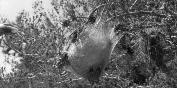 Çam Kese böcekleri neden hortladı? | Biyologlar Derneği