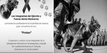 Aarama-kurtarma köpeği ‘Proteo’ hayatını kaybetti