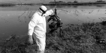 Kuş gribi bir insan salgınına dönüşme tehdidi oluşturuyor – Benjamin Mateus – WSWS