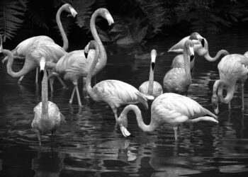 Mor Flamingo 🦩Ece Temelkuran