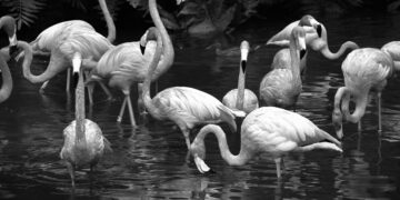 Mor Flamingo 🦩Ece Temelkuran