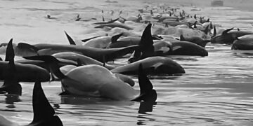 Dünyanın dört bir yanında yüzlerce deniz canlısı neden karaya vuruyor?