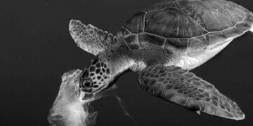 Plastik atıkların yol açtığı ilk hastalık tanımlandı: Plastikoz