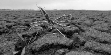 İklim krizi gıda güvenliğini tehdit eden bitki pandemilerinin yayılımını kolaylaştırıyor