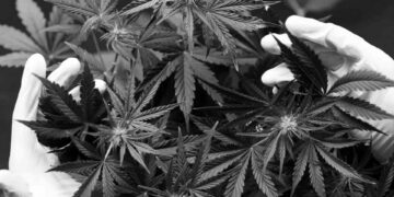 Almanya’da hintkeneviri kullanımı yasallaştı