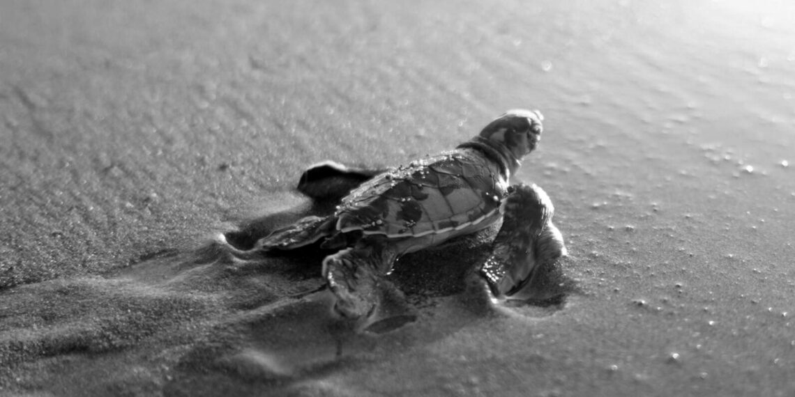 Deniz kaplumbağaları yeni yuvalama alanları arıyor