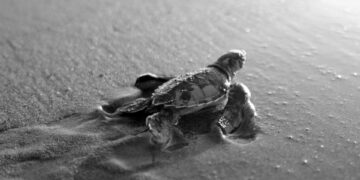 Deniz kaplumbağaları yeni yuvalama alanları arıyor