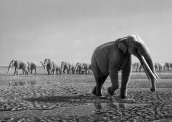 Fillerin Asya’daki yaşam alanlarının yaklaşık üçte ikisi yok oldu