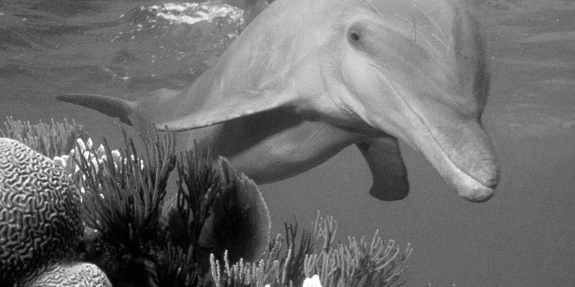 ‘Ukrayna’daki savaş yüzünden Karadeniz’de 100’den fazla yunus öldü’