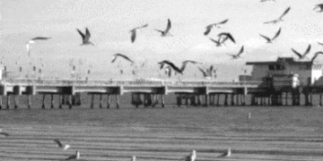 Dostoyevski’yi neden okumalıyım 🕷️🕸️🦇🦉🐦‍⬛🐈‍⬛