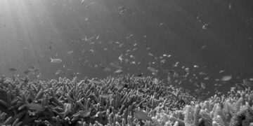 Sıcak dalgaları okyanus derinliklerini yüzeyden çok daha ciddi şekilde etkiliyor