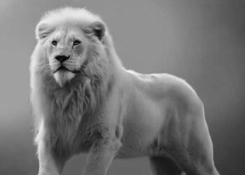 Beyaz Aslan | 1. Bölüm 🐆 Tevfik Aytekin