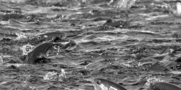 Deniz canlıları yaşam alanlarını değiştiriyor