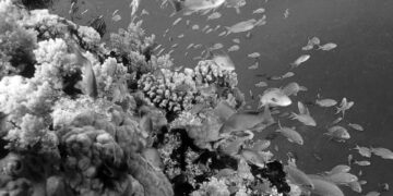 Sadece sığ sularda olanlar değil, derinlerdeki mercanlar da ağarıyor