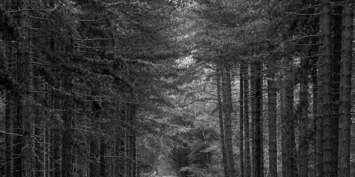 Birleşik Krallık ormanlarında 50 yıl içinde ‘feci bir ekosistem çöküşü’ yaşanabilir