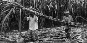 El Nino etkisi başladı: Şeker kıtlığı kapıda, gıda fiyatları yükseliyor