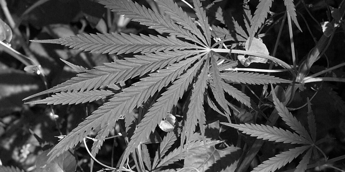 İnşaat sektöründeki emisyonlar kenevirle azaltılabilir