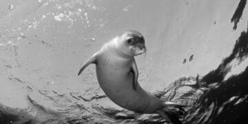 Yeterlilik Sınavı sonuçlarının ortaya çıkardığı vahim tablo | Mertkan Hamit