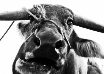 Şiddet ve Özgürlük Üzerine