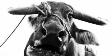 Şiddet ve Özgürlük Üzerine