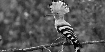 İnsanlar bin 400 kuş türünü yok etti