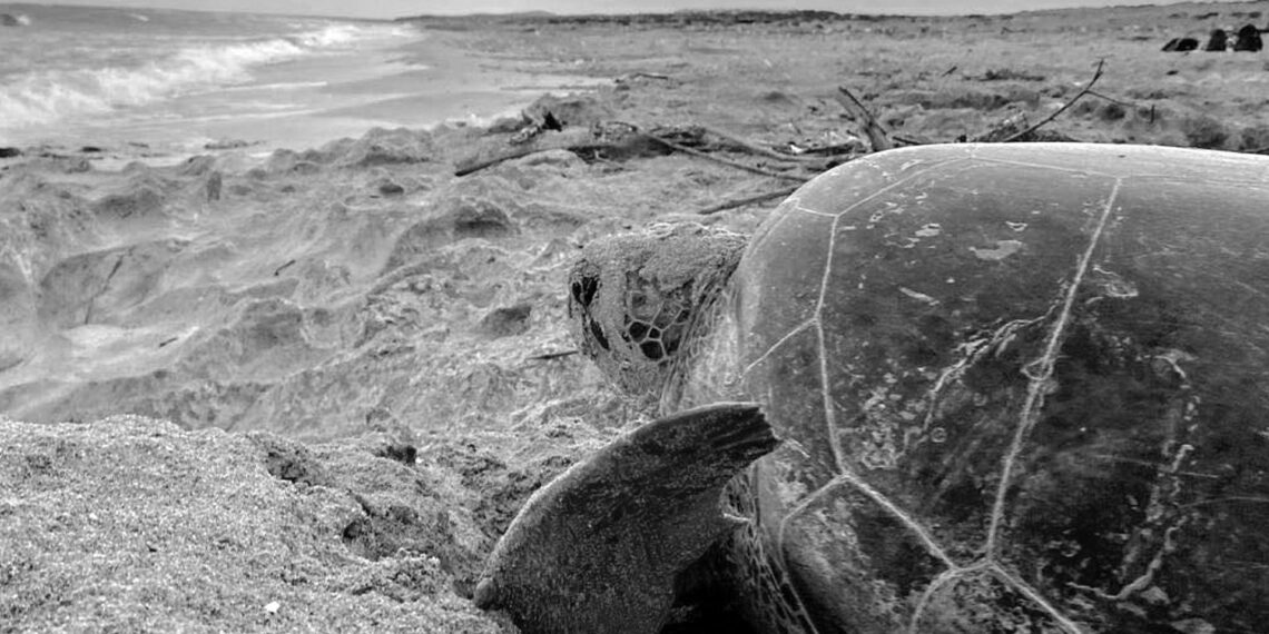 Yeşil deniz kaplumbağalarının durumu, “Neredeyse Tehlike Altında” olarak güncellendi