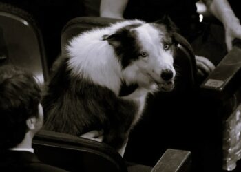 Messi isimli köpek Oscar törenine katıldı
