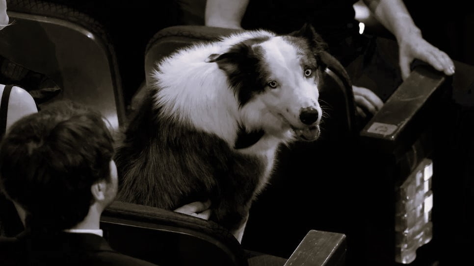 Messi isimli köpek Oscar törenine katıldı