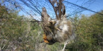 Kıbrıs’ta bir yılda 400.000’den fazla ‘Ambelopulya’ katledildi