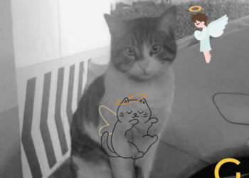 Türkiye’de adalet ve kedi Eros