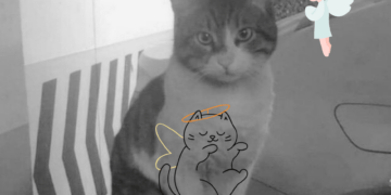 Türkiye’de adalet ve kedi Eros