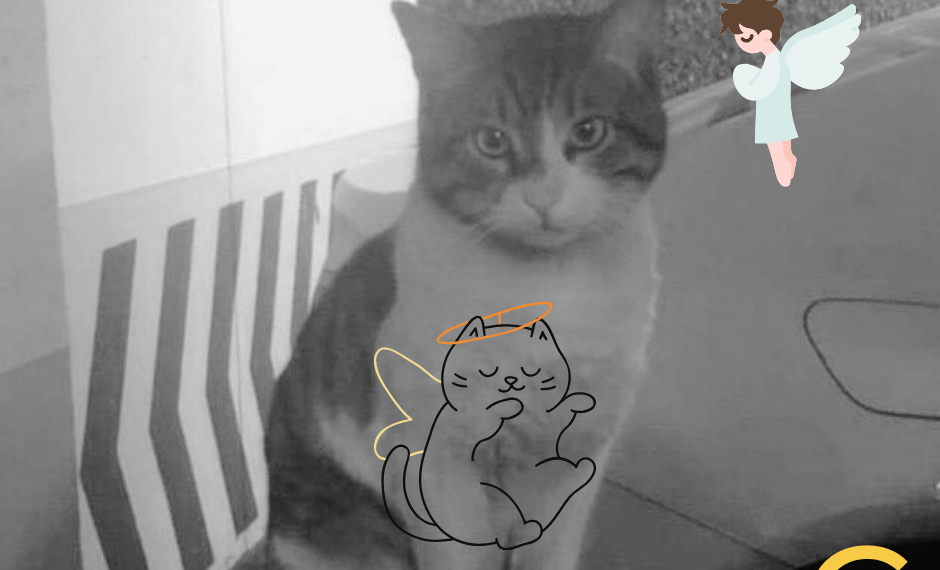 Türkiye’de adalet ve kedi Eros