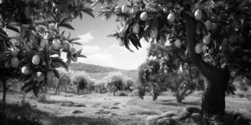 Portakal Bahçesi 🍊 Tevfik Aytekin