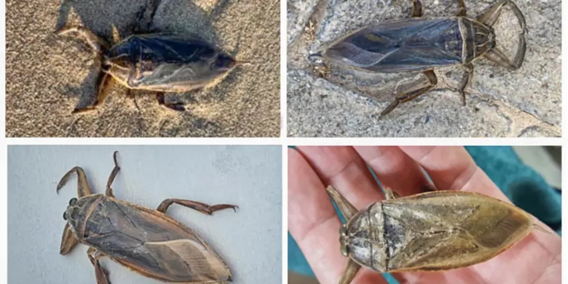 Kıbrıs’ta yeni bir dev su böceği türü görüldü