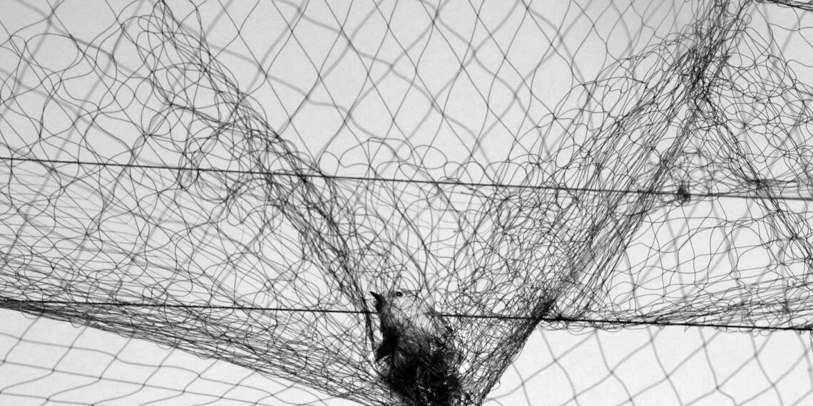 Kıbrıs’ta bir yılda 400 binden fazla ötücü kuş vahşice öldürüldü