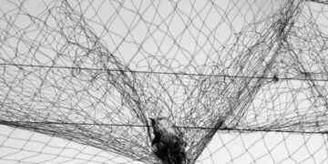 Kıbrıs’ta bir yılda 400 binden fazla ötücü kuş vahşice öldürüldü