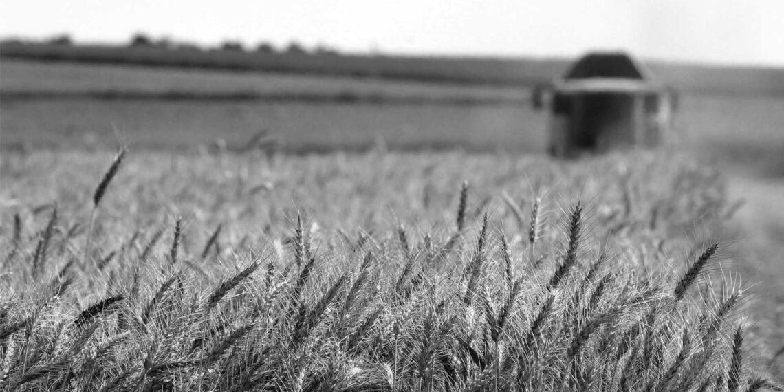 İklim krizinden gıda krizine giden yol kısalıyor