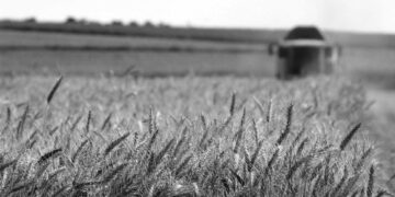 İklim krizinden gıda krizine giden yol kısalıyor