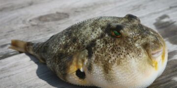 İstilacı balon balıkları Akdeniz’de 27 ölüm, 143 zehirlenmeye yol açtı